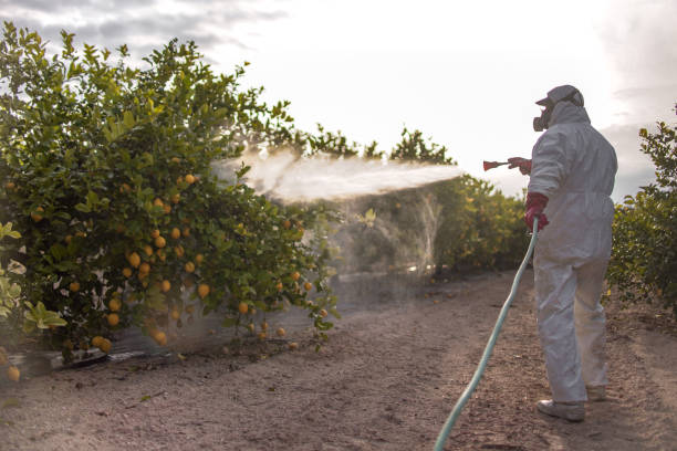 Best Local Pest Control Services  in Boston, GA