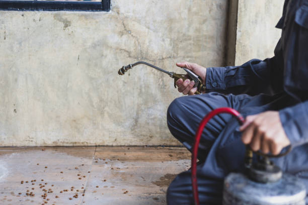 Best Flea Control Services  in Boston, GA